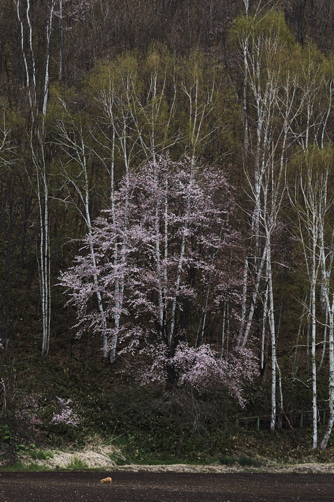美瑛の桜2018