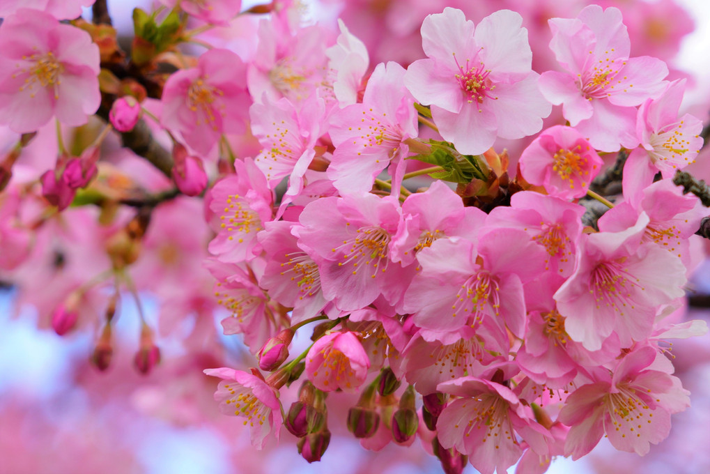 桜2019～松田の河津桜～