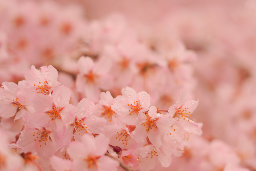 桜2109～醍醐の花見～