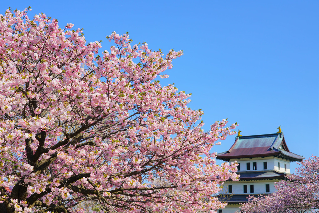 桜2019～遙かなる松前城へ～