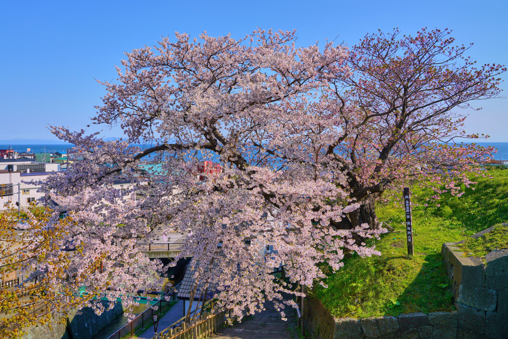 桜2019～遙かなる松前城へ～