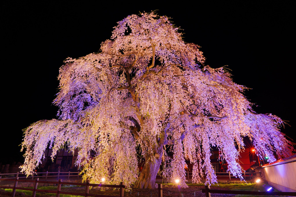 北海道桜巡り2019