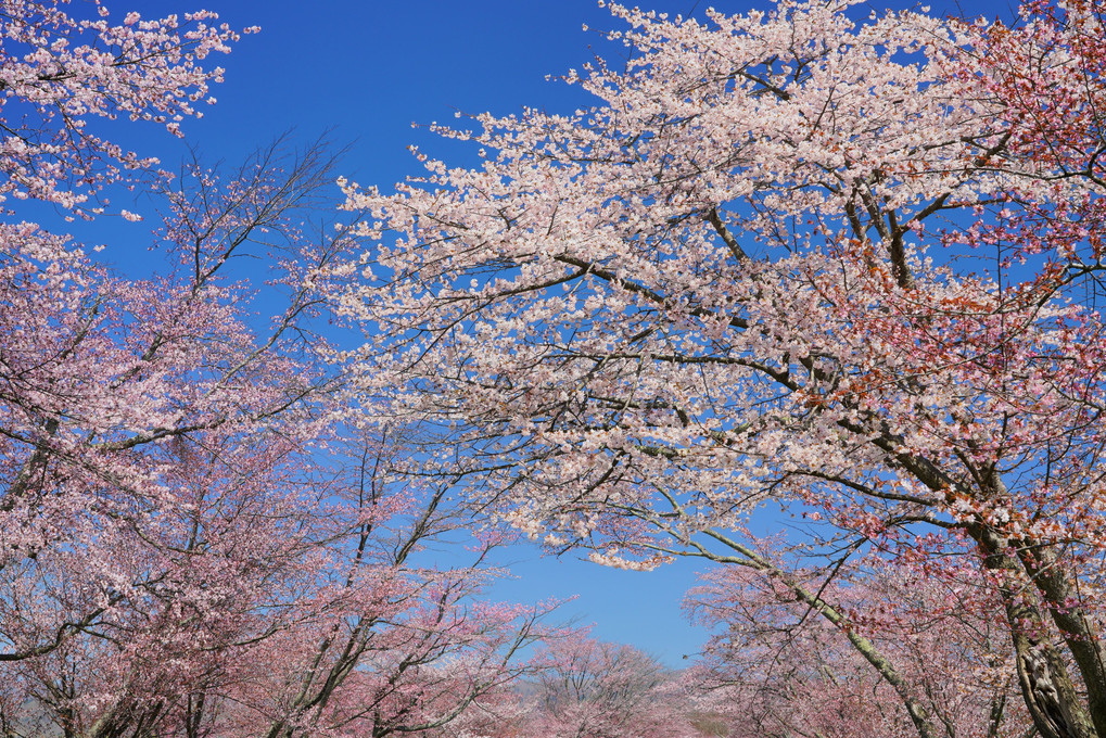 北海道桜巡り2019