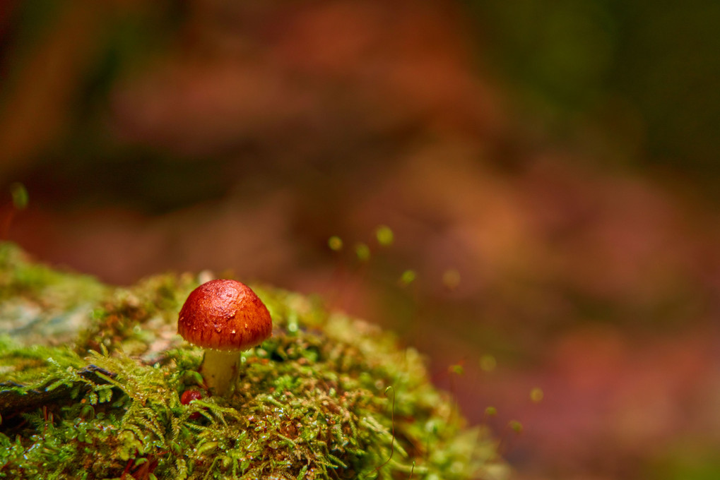 苔の世界へ