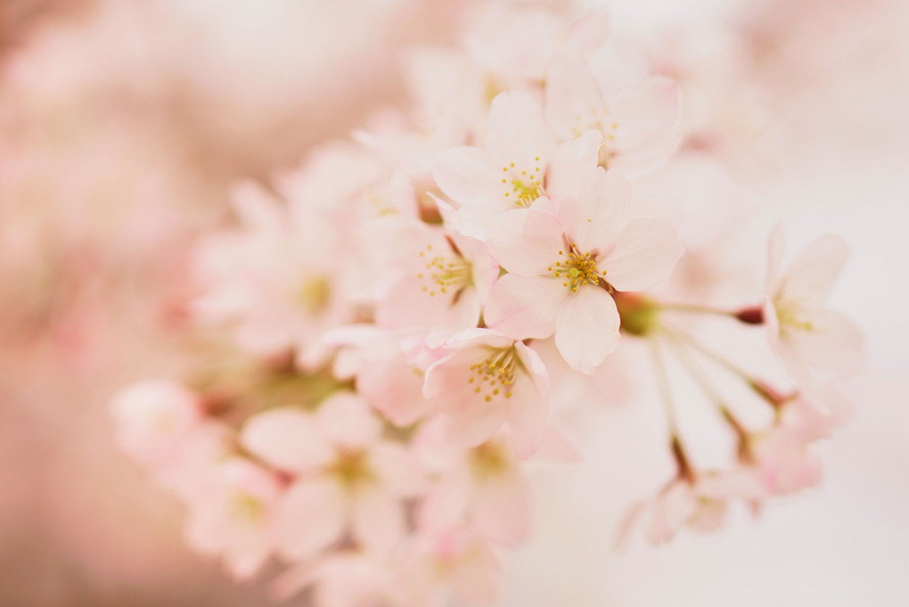 お蔵の桜