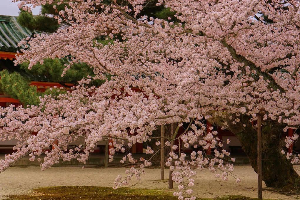 お蔵の桜