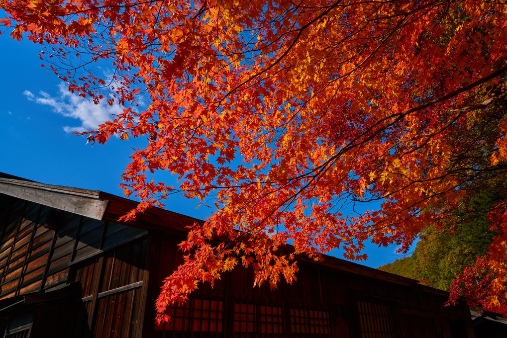 紅葉狩り2021～旧島松駅逓所