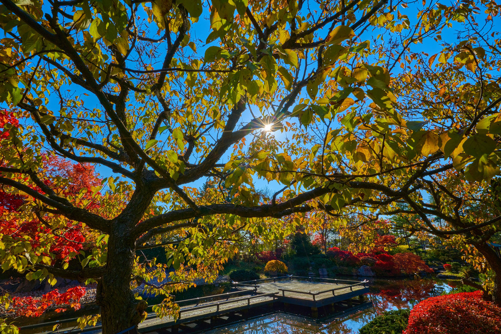 紅葉狩り2021～百合が原公園内日本庭園