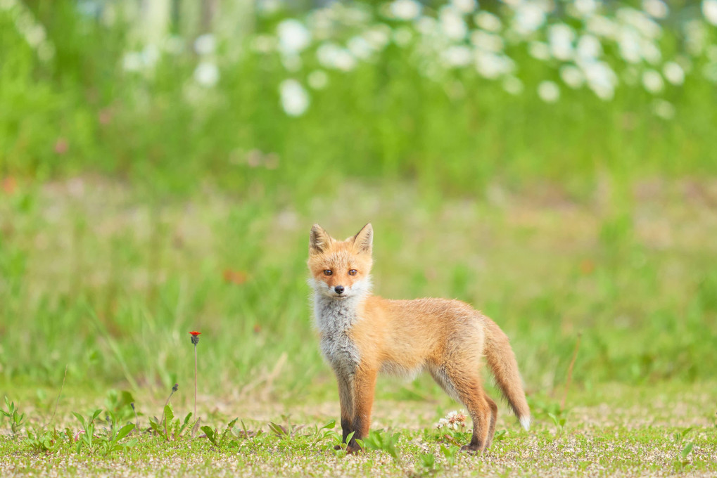 キツネはなんて鳴く？