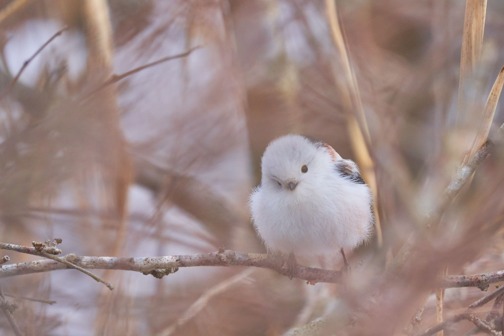 待ち鳥来たり