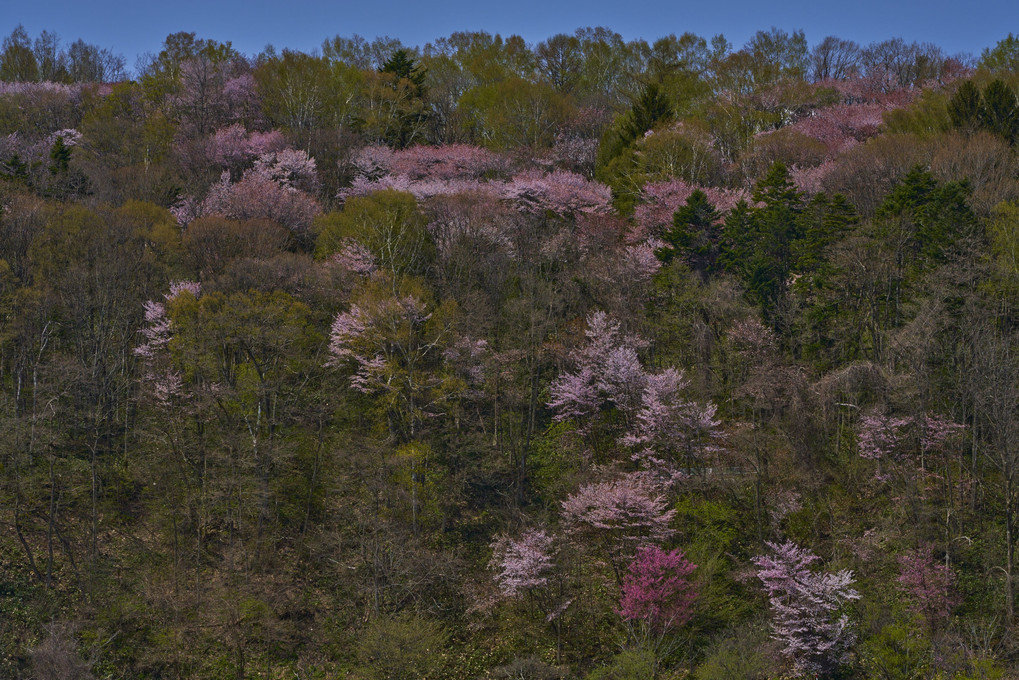 桜2022～富良野の桜達～