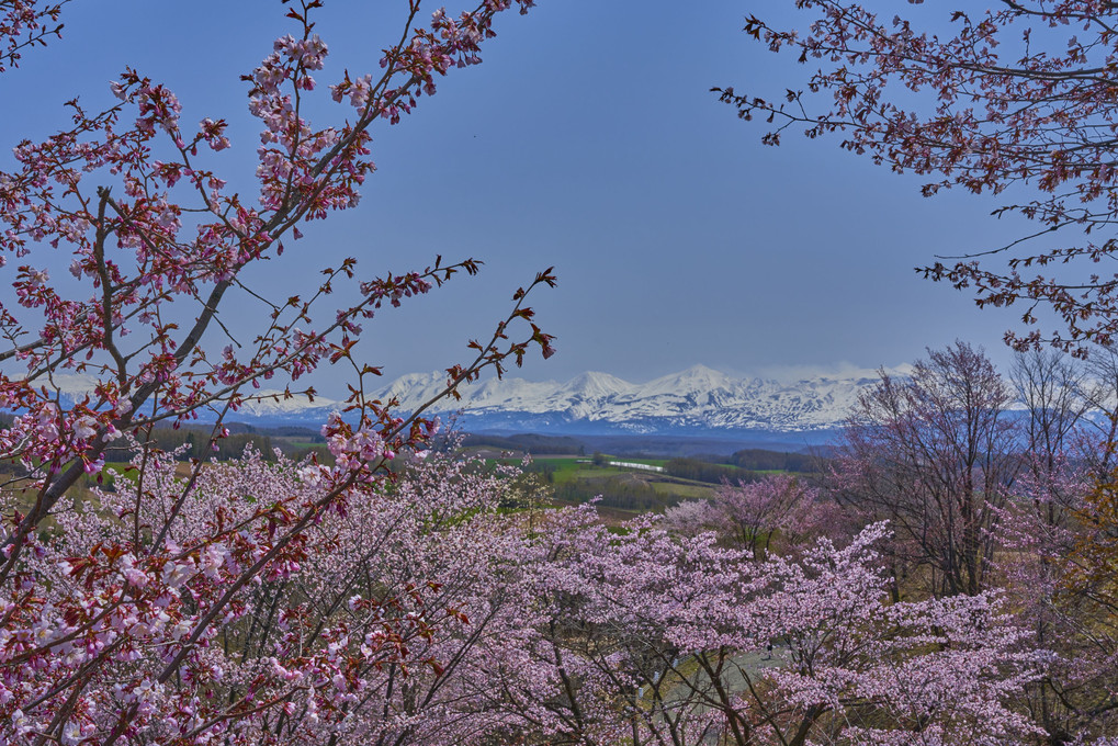 桜2022～富良野の桜達～