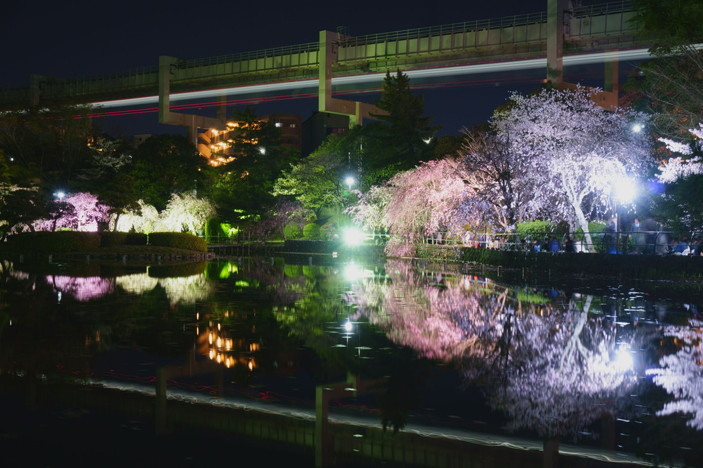 夜桜_モノレール