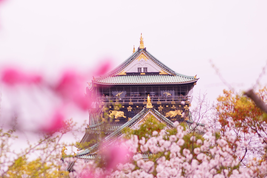 大阪城と満開の桜