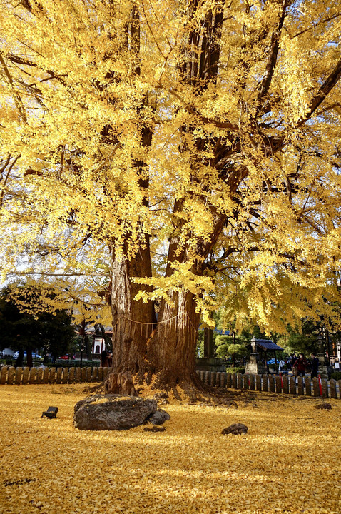 鑁阿寺の黄金の絨毯