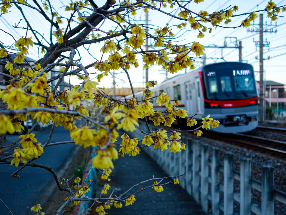 沿線に蝋梅が咲き始めた東武スカイツリーライン