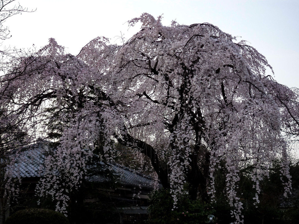 川越中院の垂れ桜