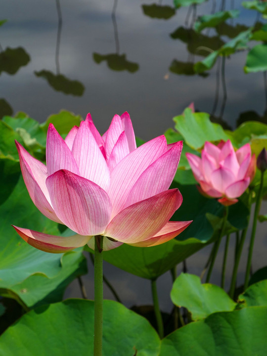 春日部 内牧黒沼公園ハスの花(2020)