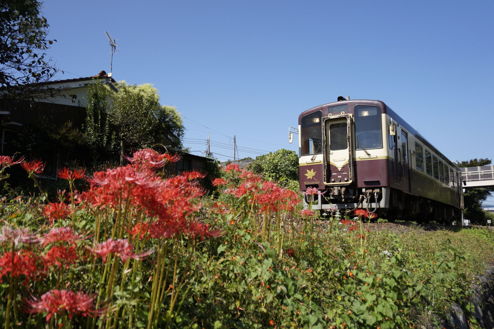 初秋のわたらせ渓谷鐵道と曼珠沙華　
