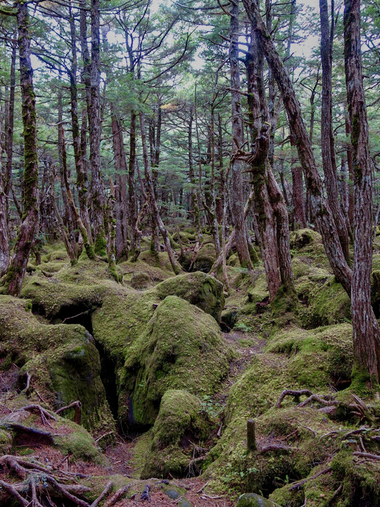 長野県佐久穂町「もののけの森」(2020年10月)
