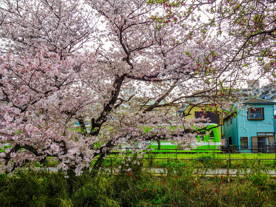 満開の桜と流鉄電車