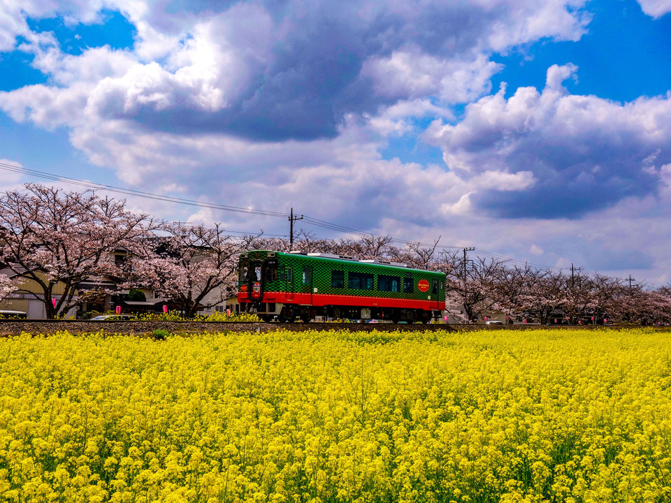 満開の「SL・桜・菜の花街道」を走る真岡鐵道
