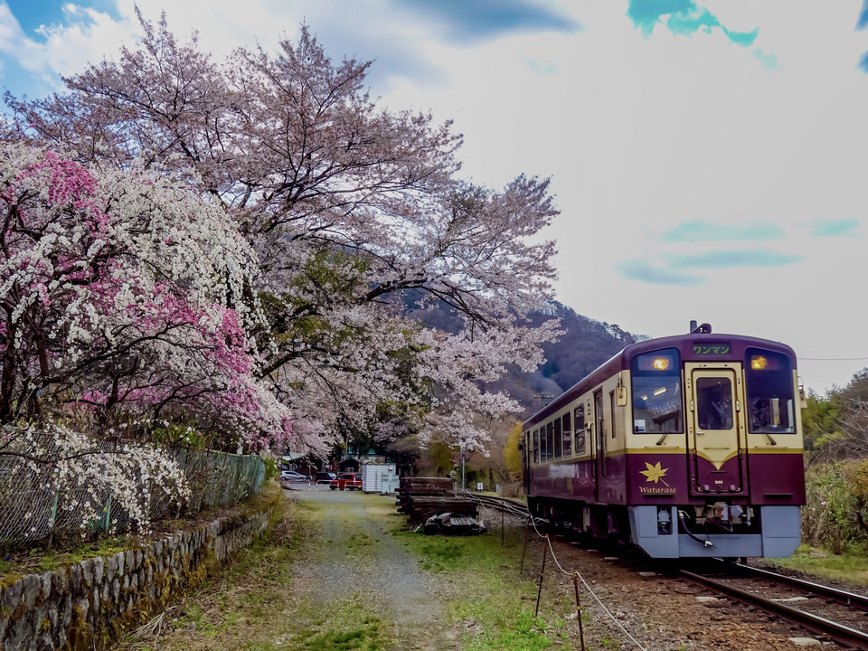 春爛漫のわたらせ渓谷鐵道