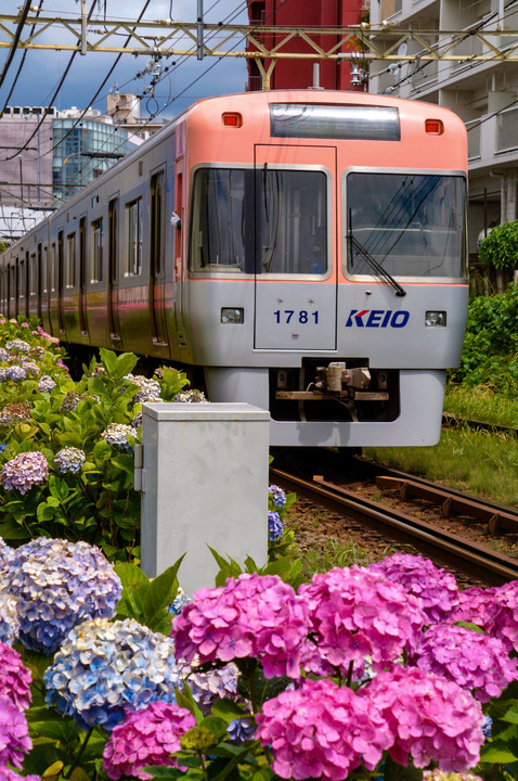 ピンク色の紫陽花と電車