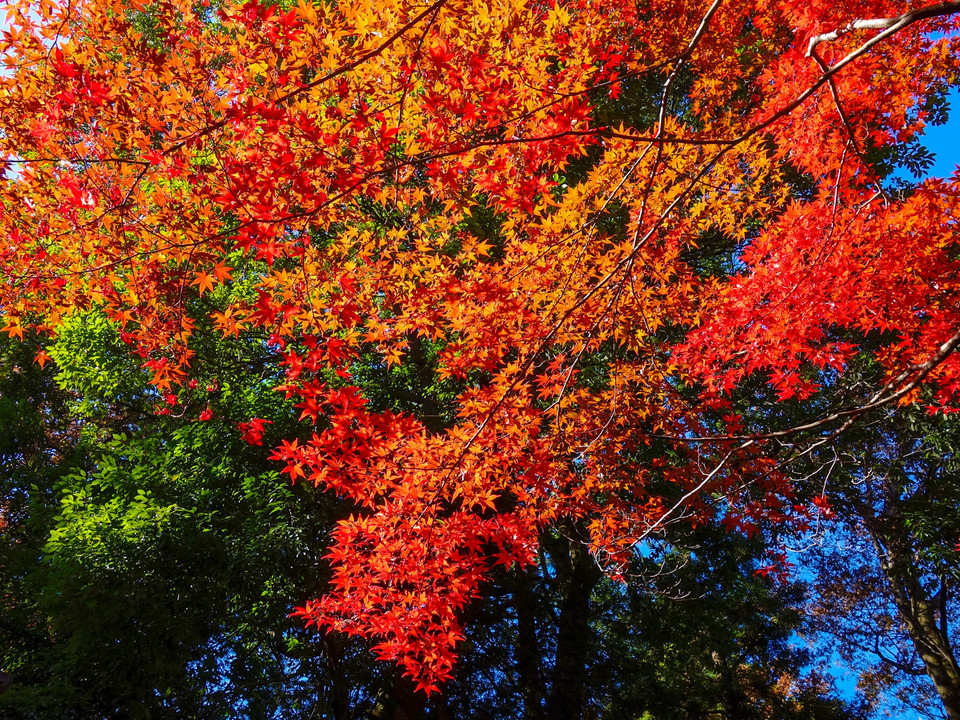 武蔵野の名刹、平林寺の紅葉