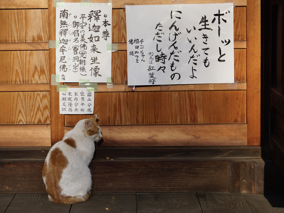 川口安行、興禅院 本堂でうたたねする猫のユキちゃん