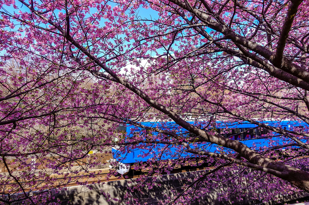 三浦海岸の河津桜並木の横を走る｢KEIKYU BLUE SKY TRAIN」