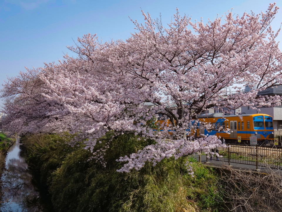 新坂川の桜並木と流鉄電車