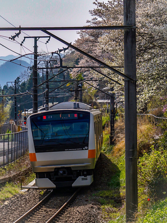 東京の里山、春爛漫のあきる野路を走る五日市線