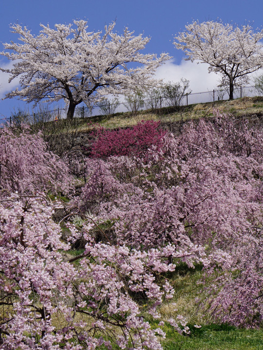 小諸市飯綱山公園の桜