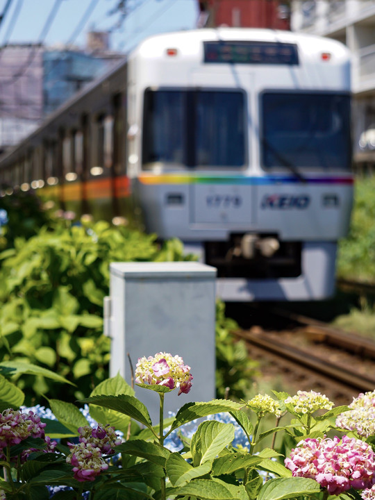 レインボーラッピング京王井の頭線1000系と線路際に咲く紫陽花