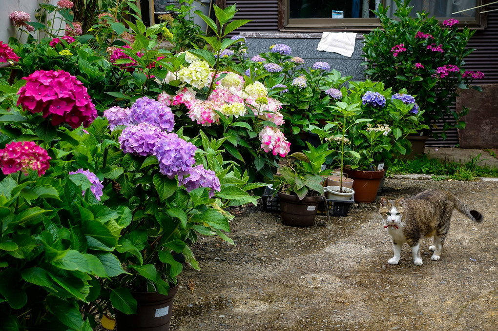栃木太平山の紫陽花と茶屋の看板猫