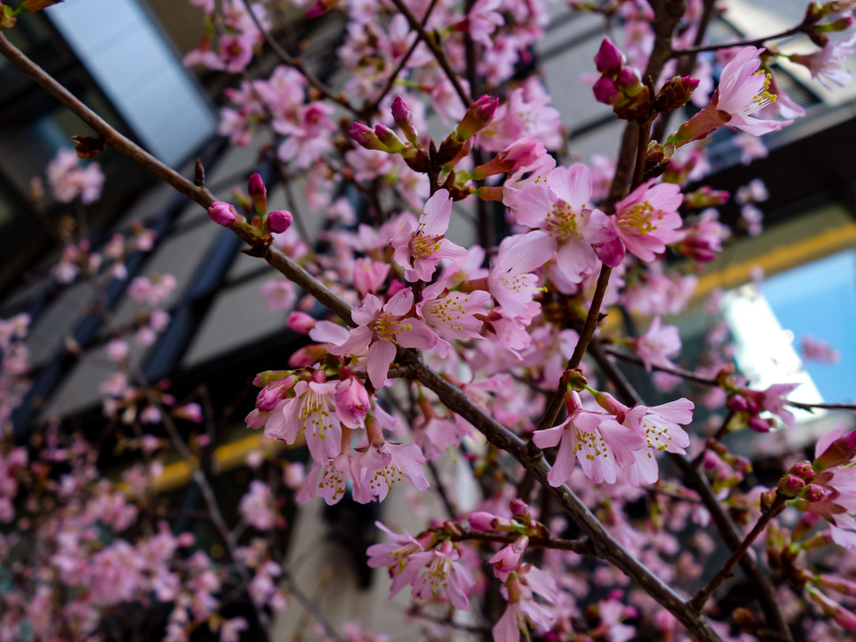 都心に咲くおかめ桜