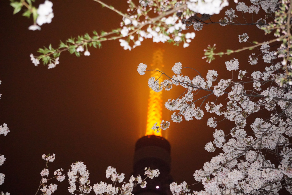 東京タワー桜バージョン