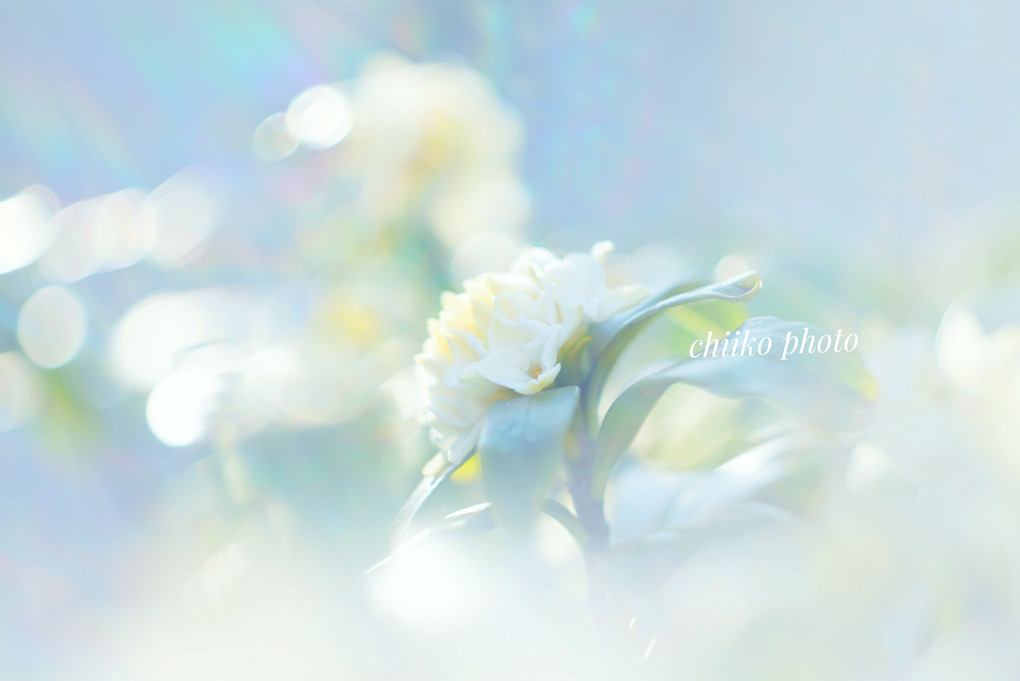 真っ白な沈丁花