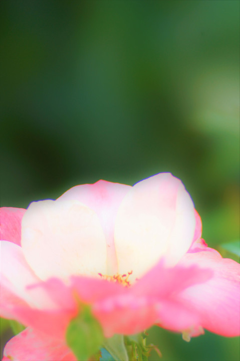 桃色の花
