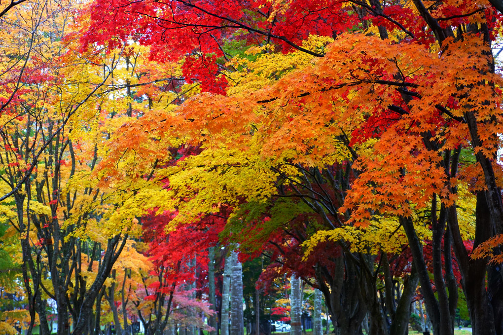函館「香雪園」の紅葉－６