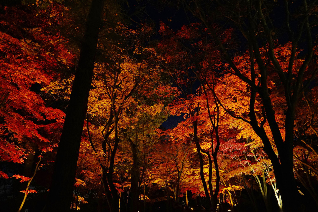 函館「香雪園」の紅葉－６