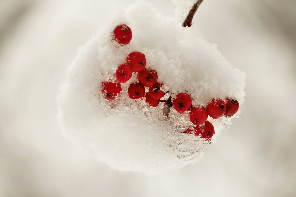 雪んこ紅