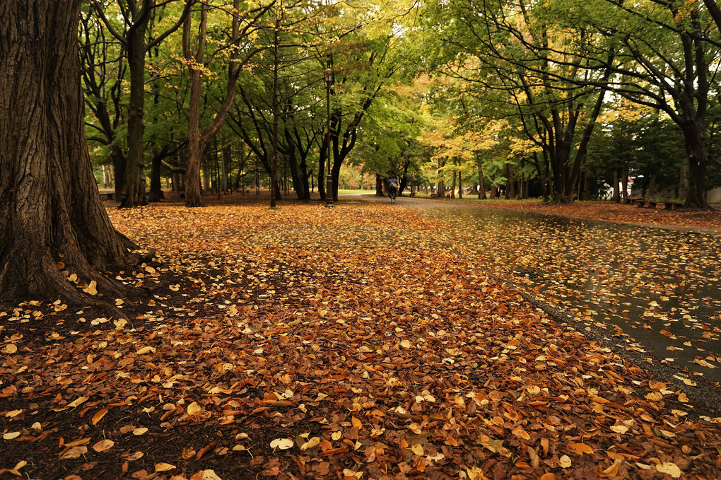 札幌の秋