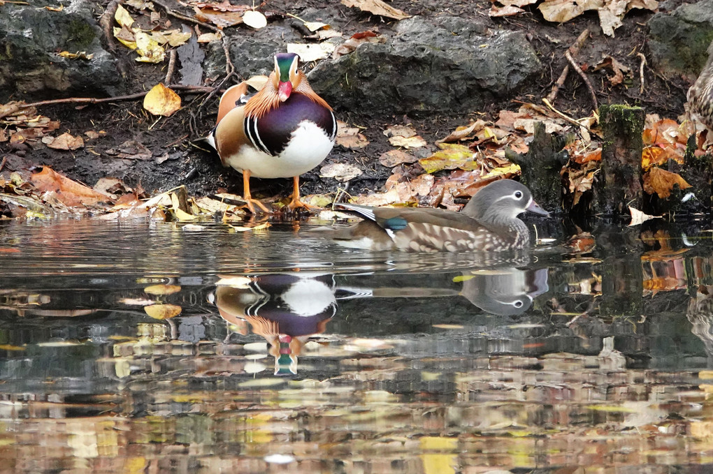 秋色の水鳥