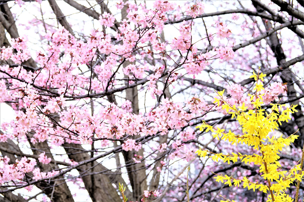 札幌も春