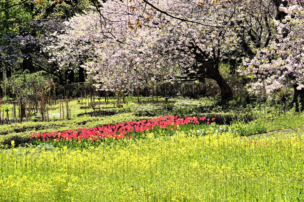 松前の桜祭り－３　　