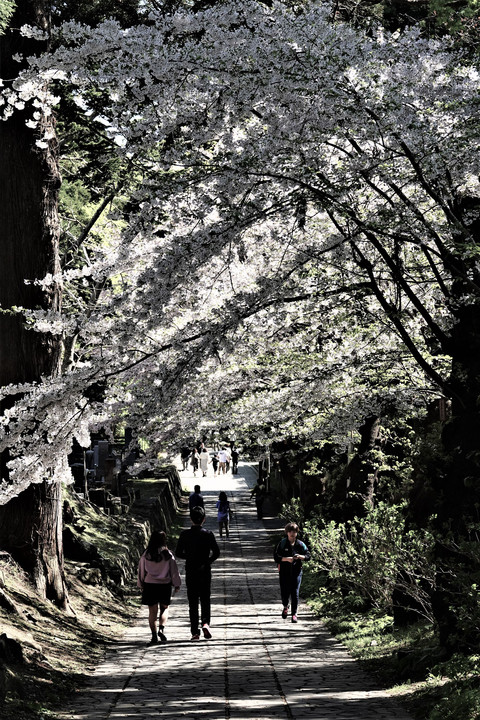 松前桜祭り－６