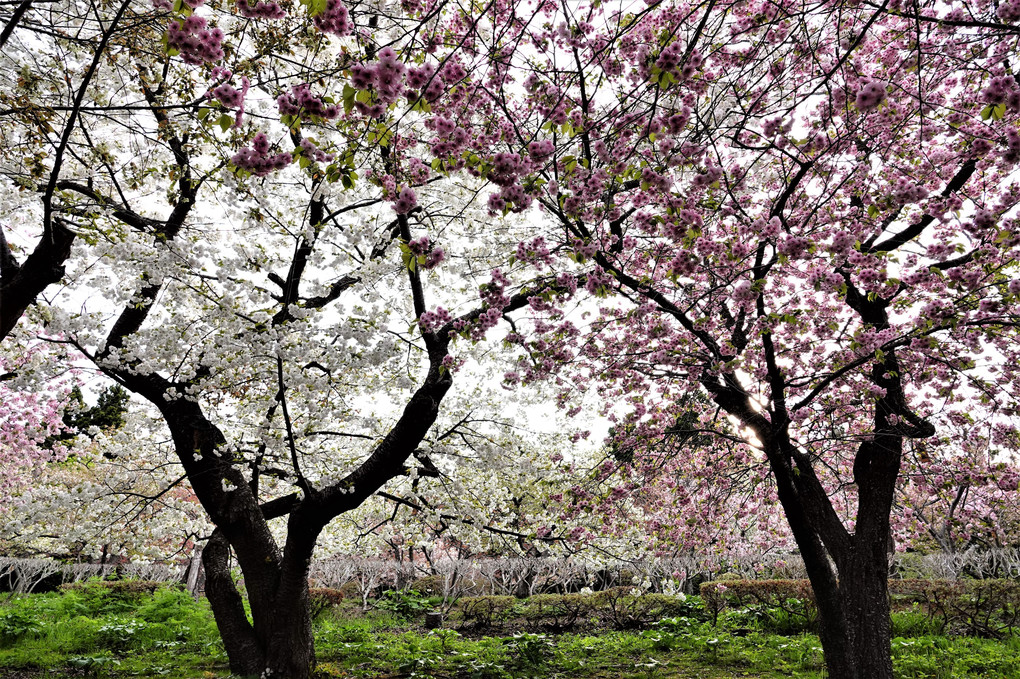 松前の桜祭り－８　八重桜の競演