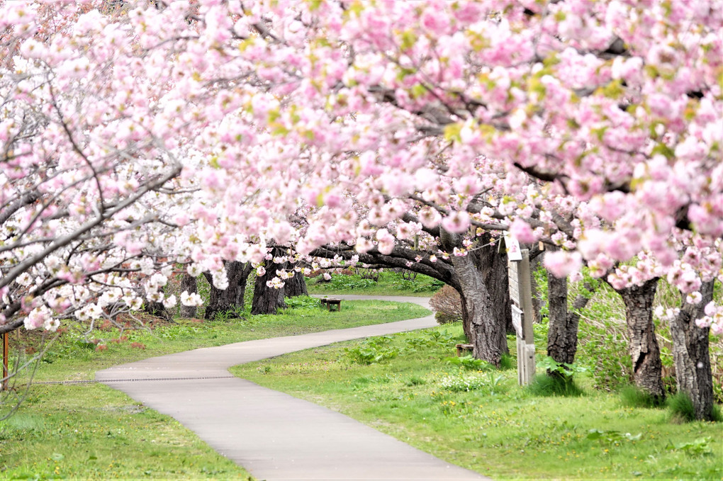 松前の桜祭り－８　八重桜の競演